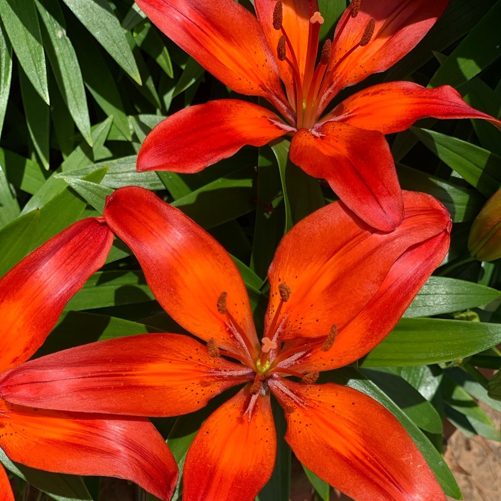 Meet your Posher, Mia